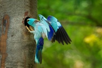 Mandelik hajni - Coracias garrulus - European Roller 8897